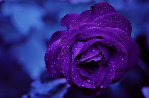 rose violette