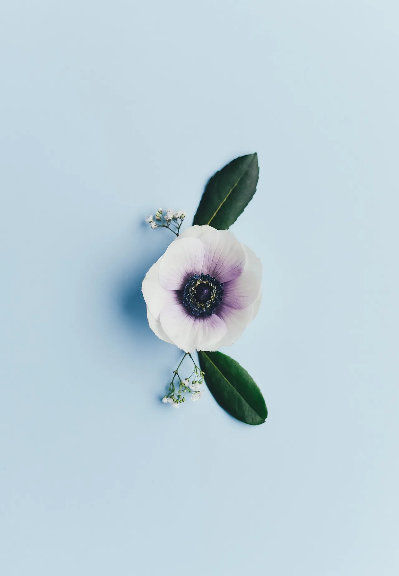 fleur violette et blanche