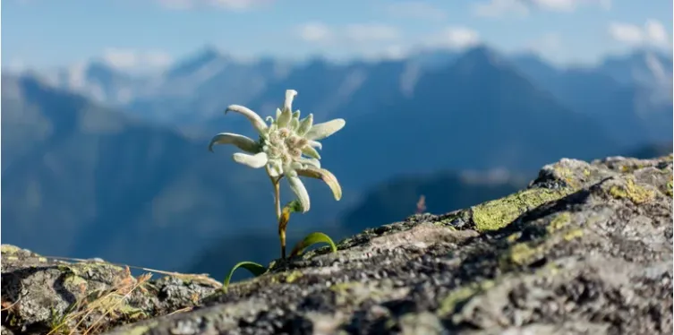 fleur edelweiss