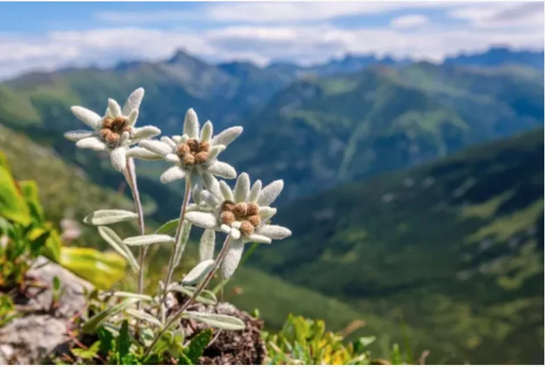 fleur edelweiss