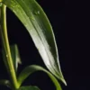 feuille abre à thé