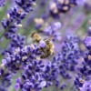 lavande avec abeille